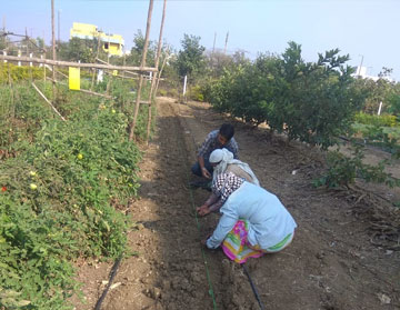 drip irrigation system company in India PIAL