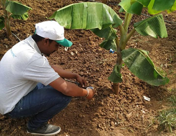 drip irrigation system in india PIAL